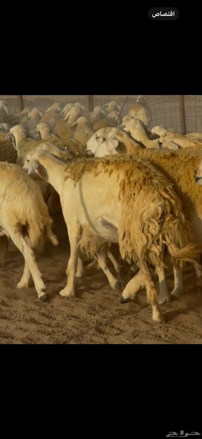 غنم حريات حرش جروم ناهية 4