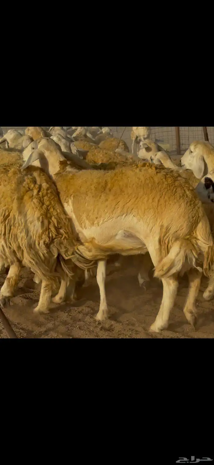 غنم حريات حرش جروم ناهية 5