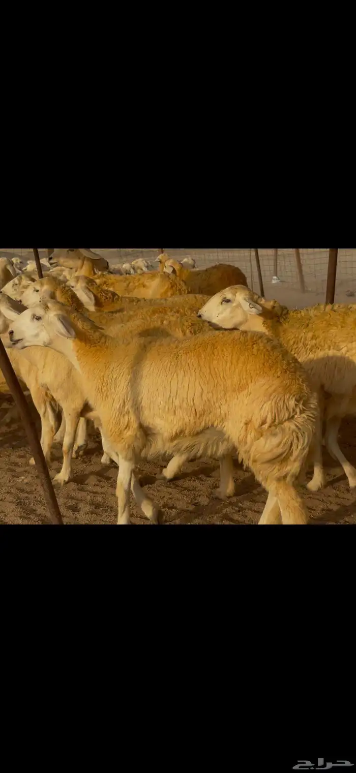 غنم حريات حرش جروم ناهية 3