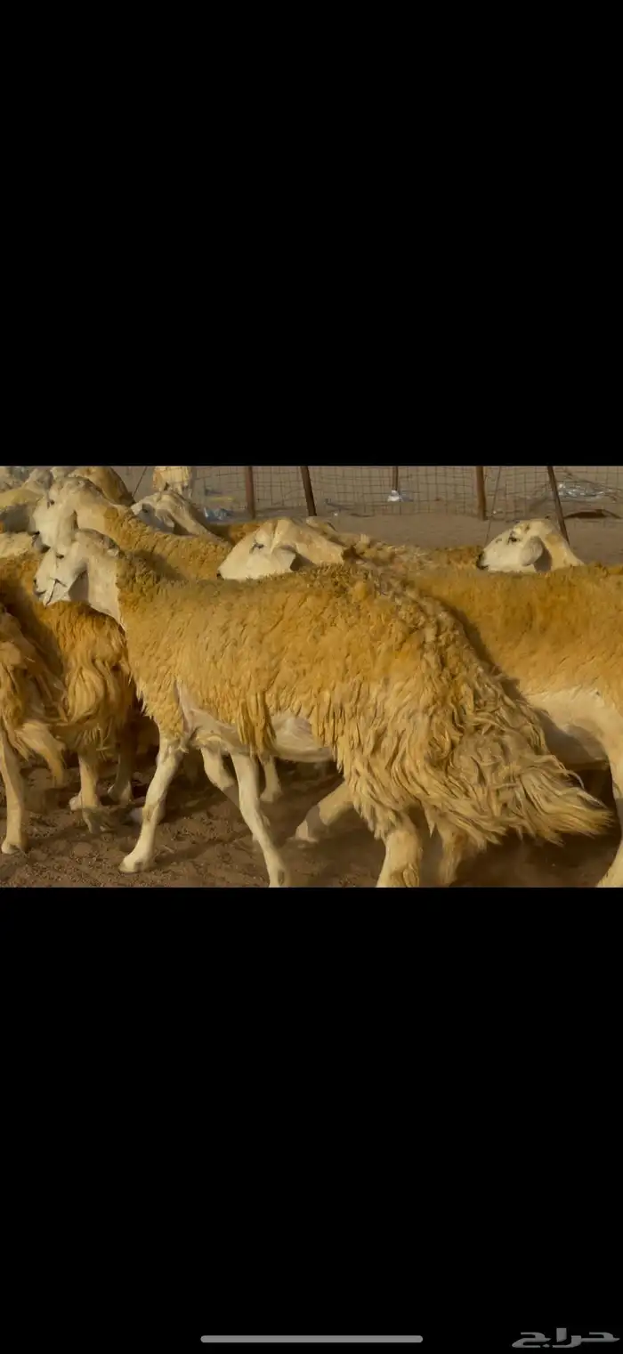 غنم حريات حرش جروم ناهية 9