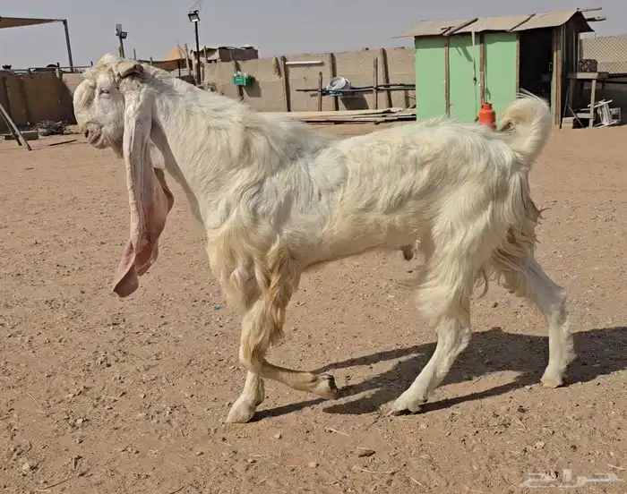 تيس مطور فاخر 0