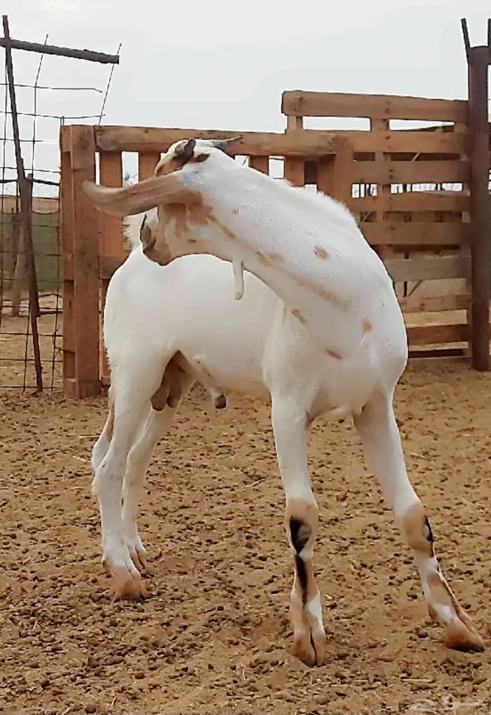 مشروع بيشي صنف 0