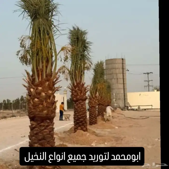 نخيل للبيع 1