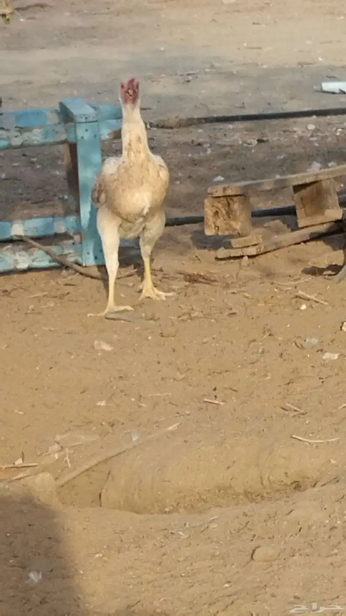 دجاجه باكستانيه 0