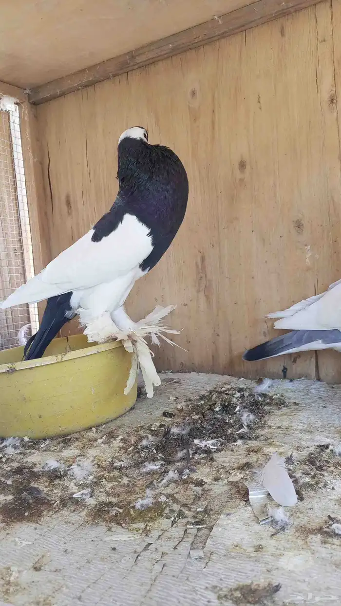 جوز نفاخ مسوبع منتج 2