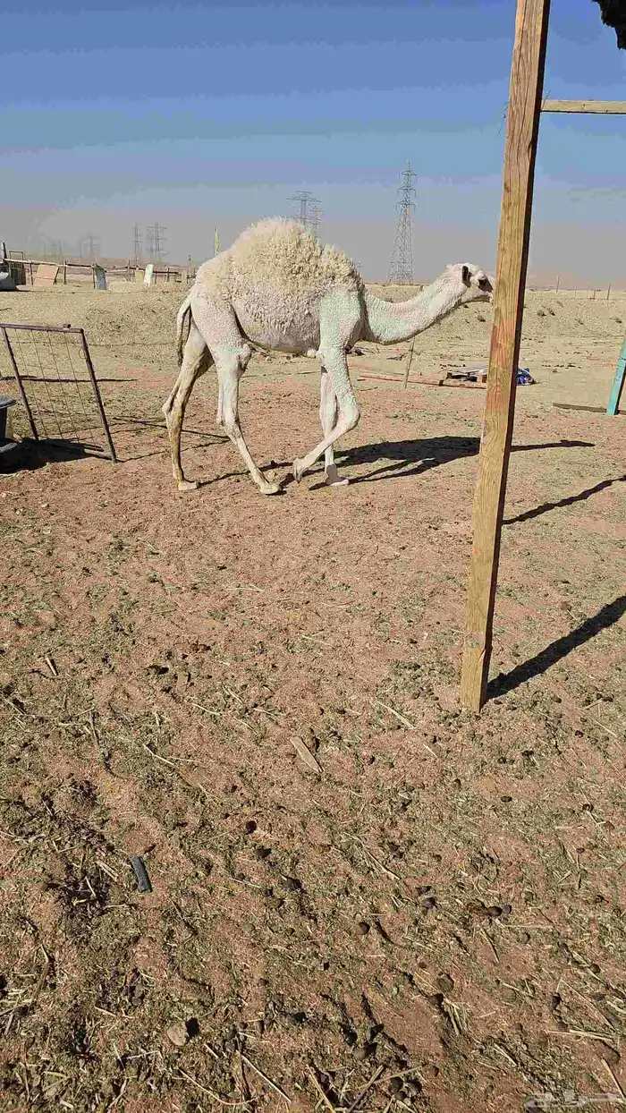 قعدان فل شحم حليب 0