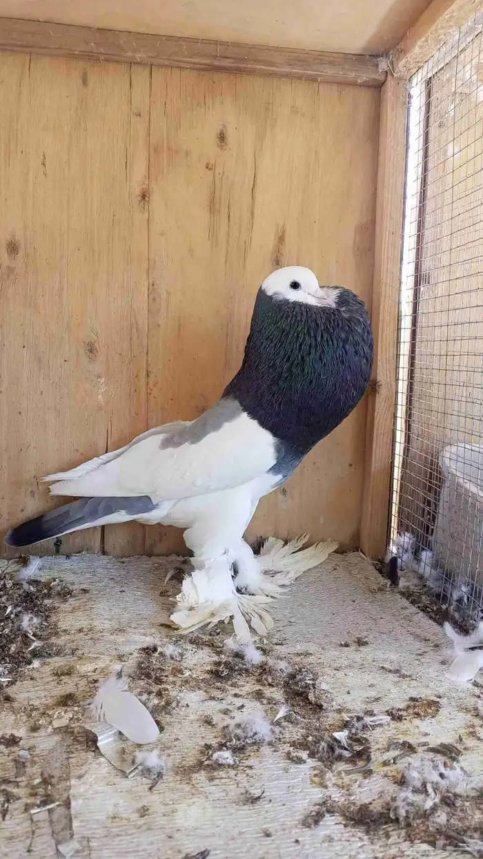 جوز نفاخ مسوبع منتج 1