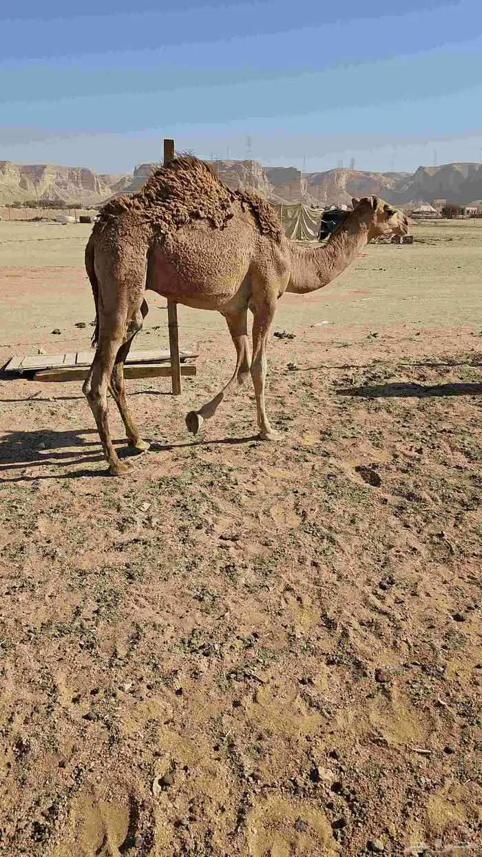 قعدان فل شحم حليب 2