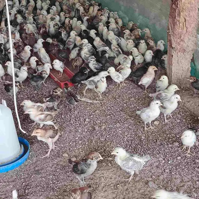 صيصان او كتاكيت دجاج عمر اسبوعين للبيع 2