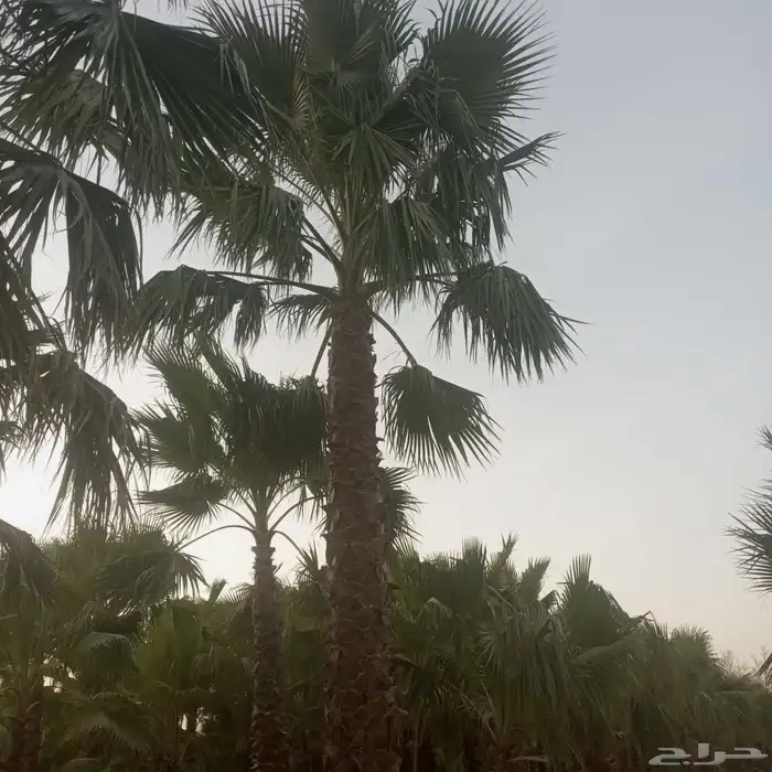 واشنطونيا 3