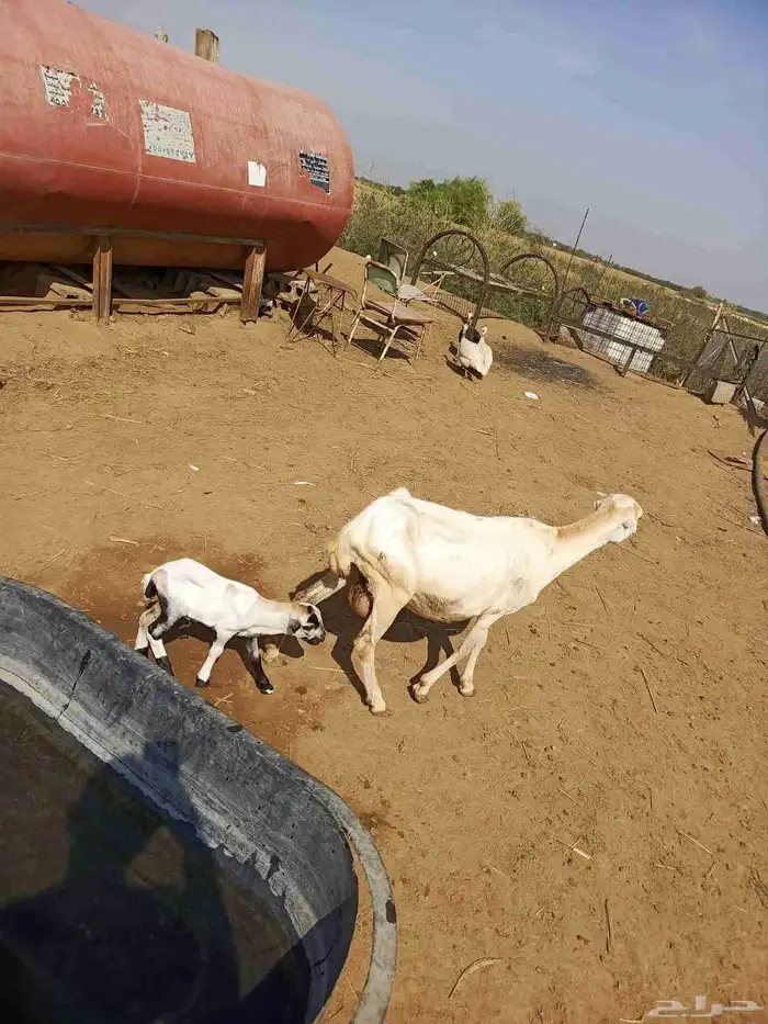 نعجه منتوج 1