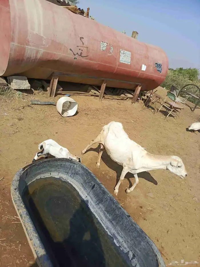 نعجه منتوج 3