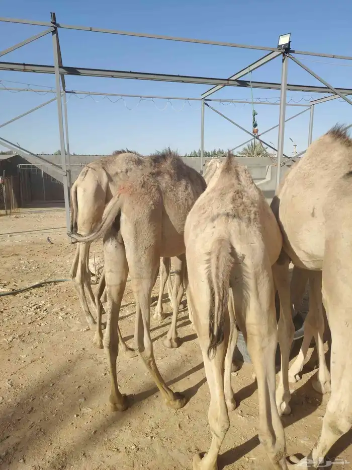 قعدان صومالية مفاريد للبيع في المزاحمية 1