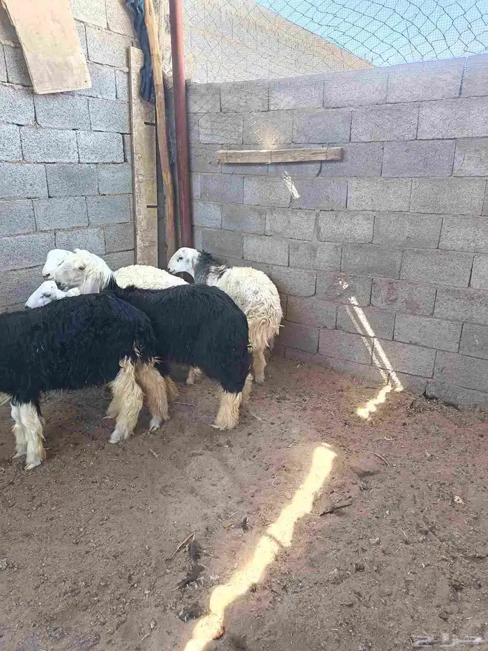 طليان 3