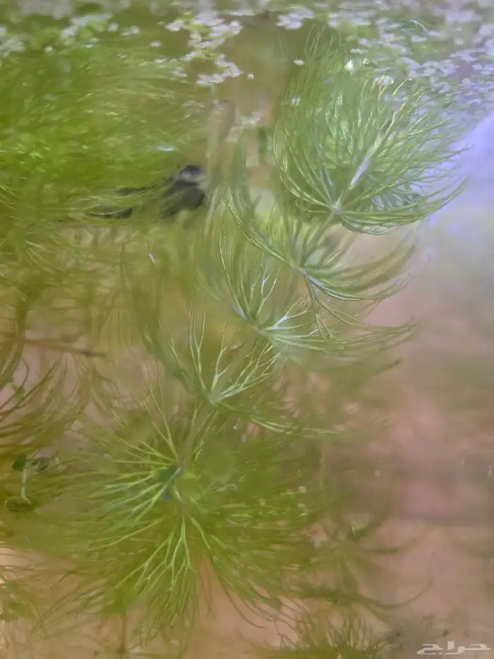 نبات الشمبلان (ذيل الثعلب) - فلتر طبيعي وأكسجين لحوض السمك 0