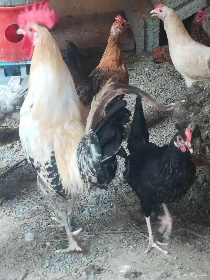 ديك ديوك ديكه دجاجة دجاج للبيع 4