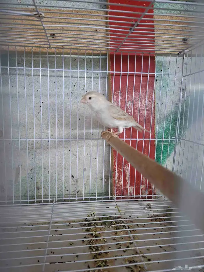 انثى كناري اوبال ( تم البيع ) 1