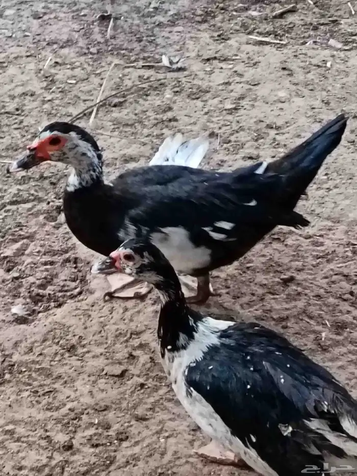 بط مصري اناث 0