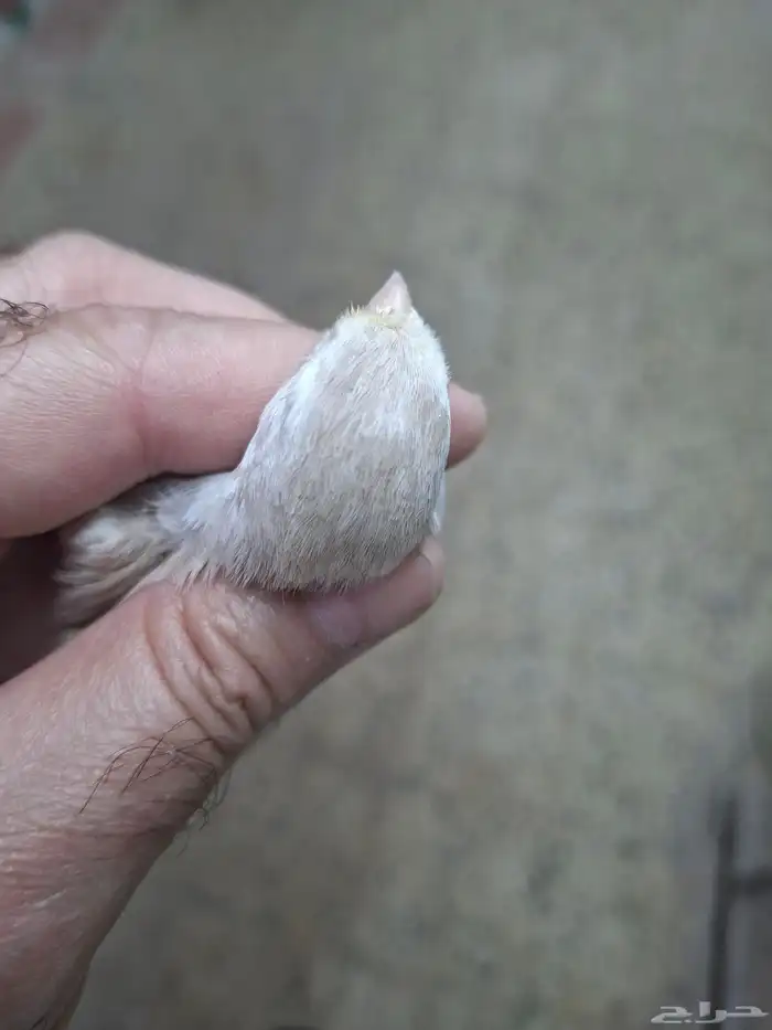 انثى كناري اوبال ( تم البيع ) 2