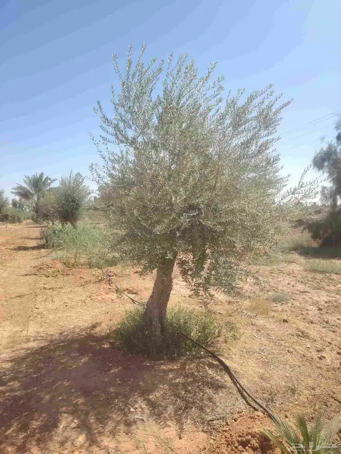 يوجد لدينا زيتون للبيع لتواصل 1
