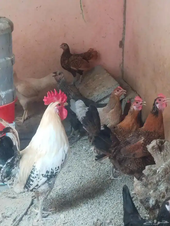 ديك ديوك ديكه دجاجة دجاج للبيع 0