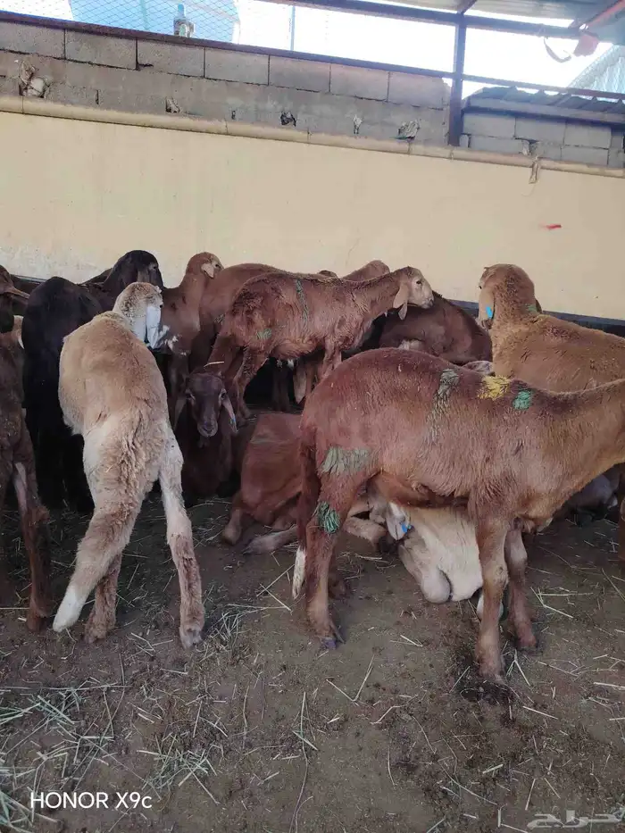 غنم سواكني حمري تربيه العدد 150 البيع  جمله وتفريد 2