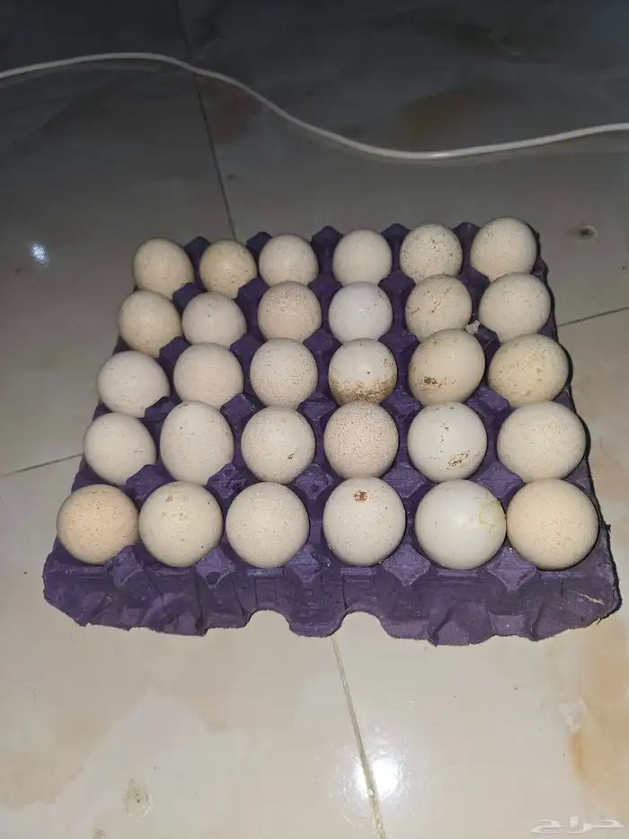 بيض دجاج رومي 0