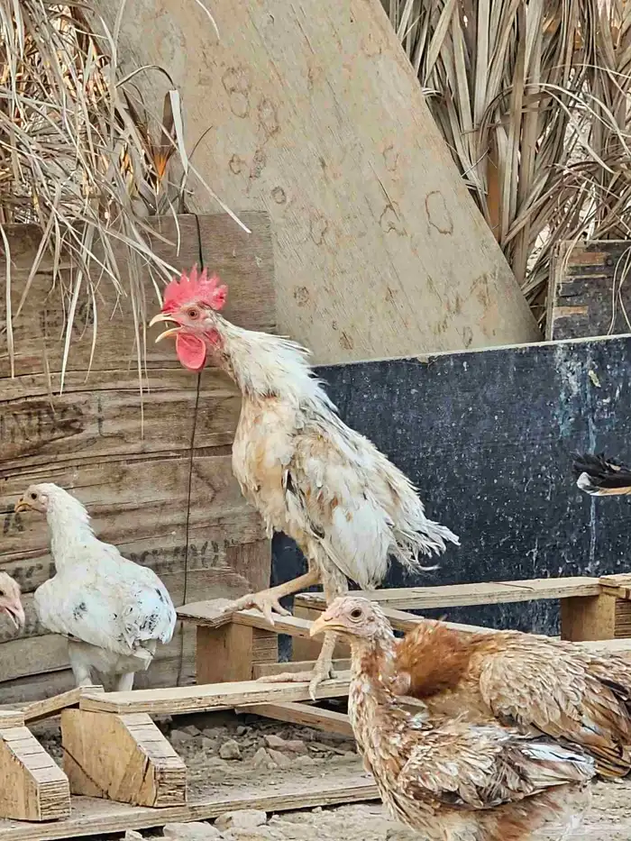 ديوك بلدي 7