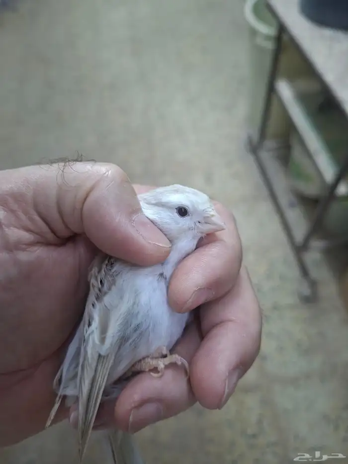 انثى كناري اوبال ( تم البيع ) 5