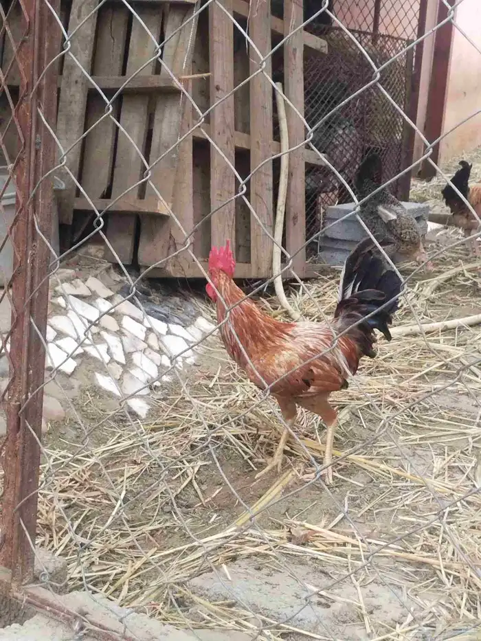 ديك ديوك ديكه دجاجة دجاج للبيع 5