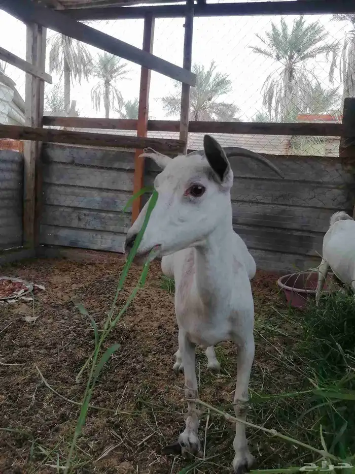 للبيع عنز حامل مقربه تولد صحه ونضافه ماشاء الله 0