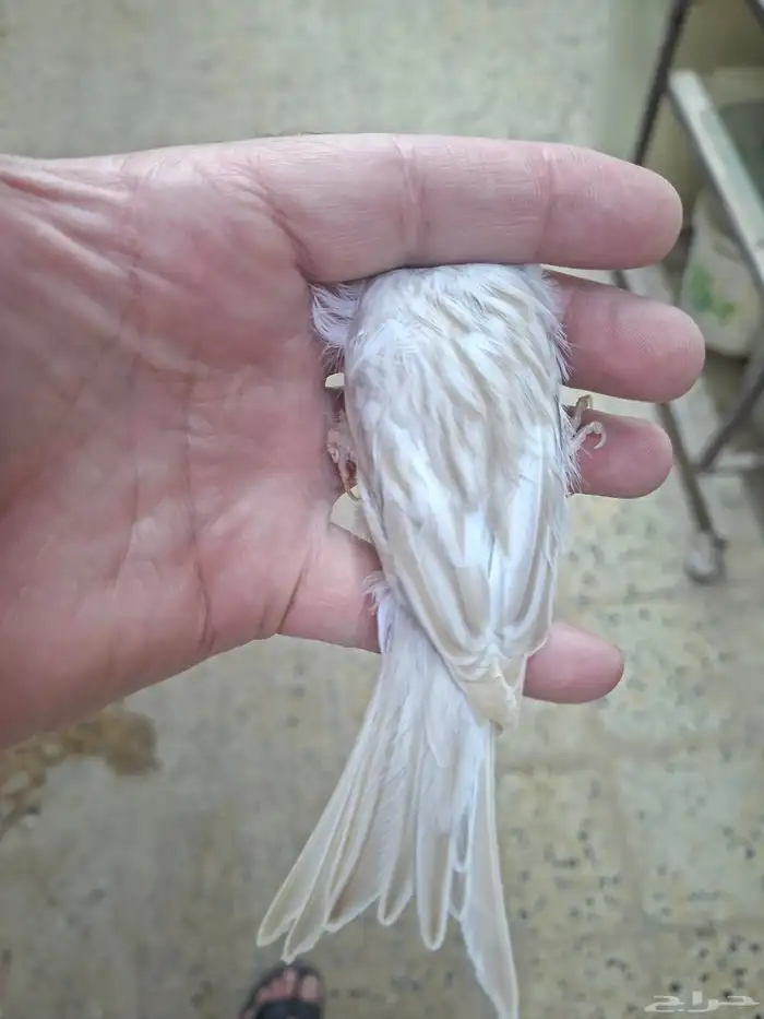 انثى كناري اوبال ( تم البيع ) 6