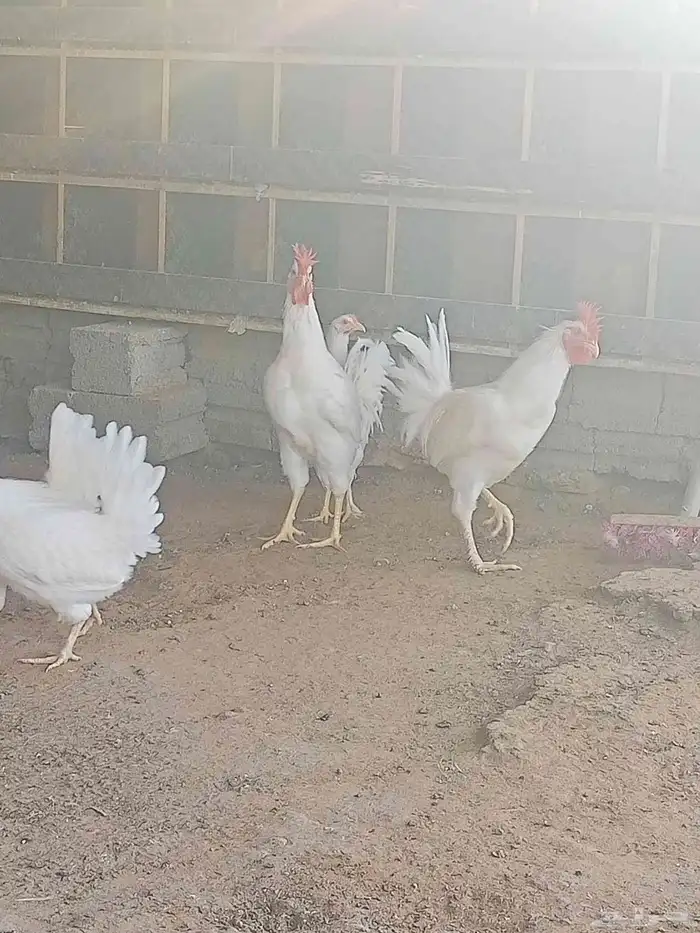 دجاج 3
