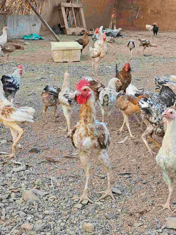 ديوك بلدي 8
