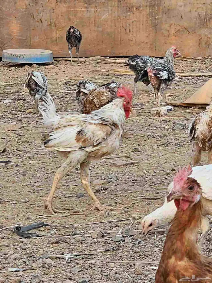 ديوك بلدي 5