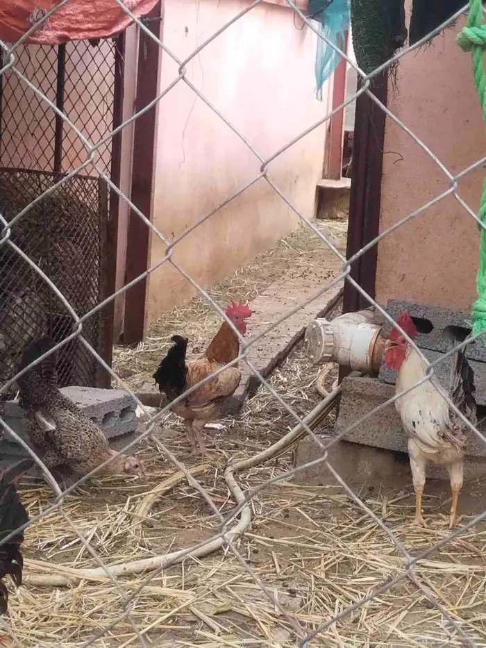 ديك ديوك ديكه دجاجة دجاج للبيع 2