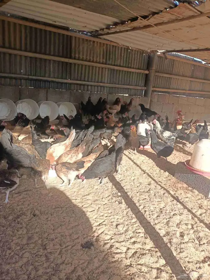 دجاج بياض 1