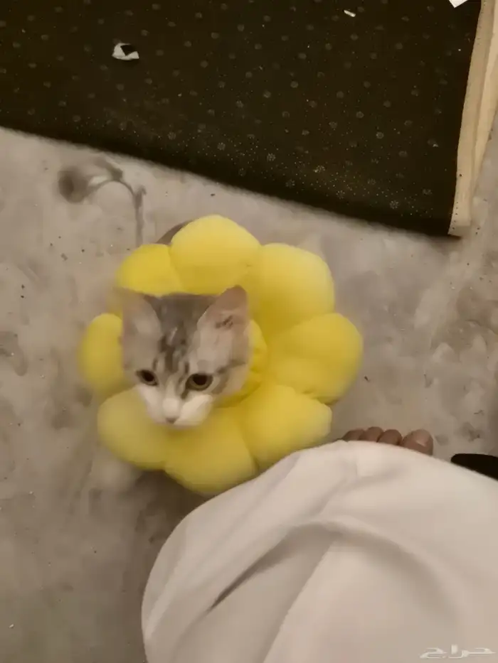 قطه انثى للتبني 1