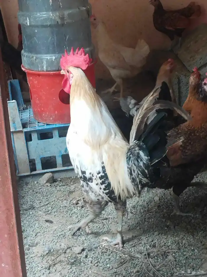 ديك ديوك ديكه دجاجة دجاج للبيع 1