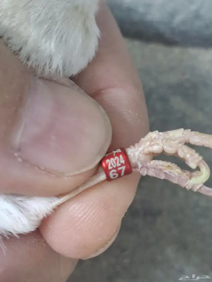 انثى كناري اوبال ( تم البيع ) 4