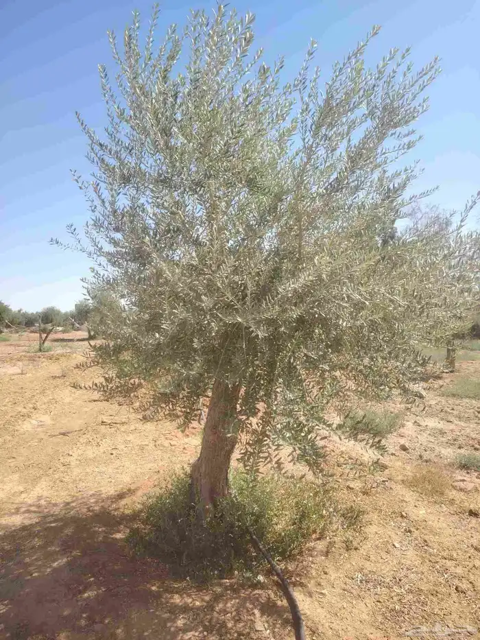 يوجد لدينا زيتون للبيع لتواصل 4