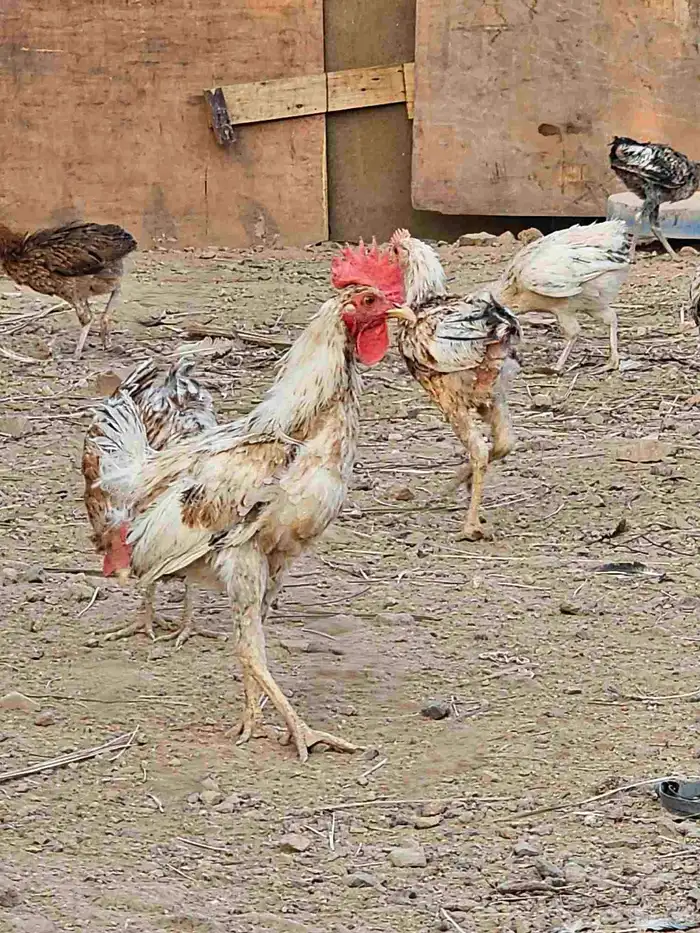 ديوك بلدي 6