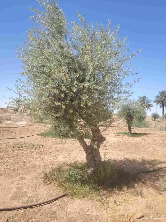 يوجد لدينا زيتون للبيع لتواصل 5