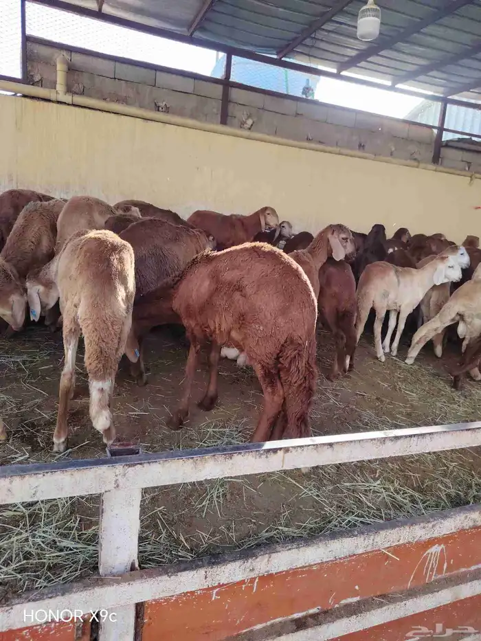 غنم سواكني حمري تربيه العدد 150 البيع  جمله وتفريد 1