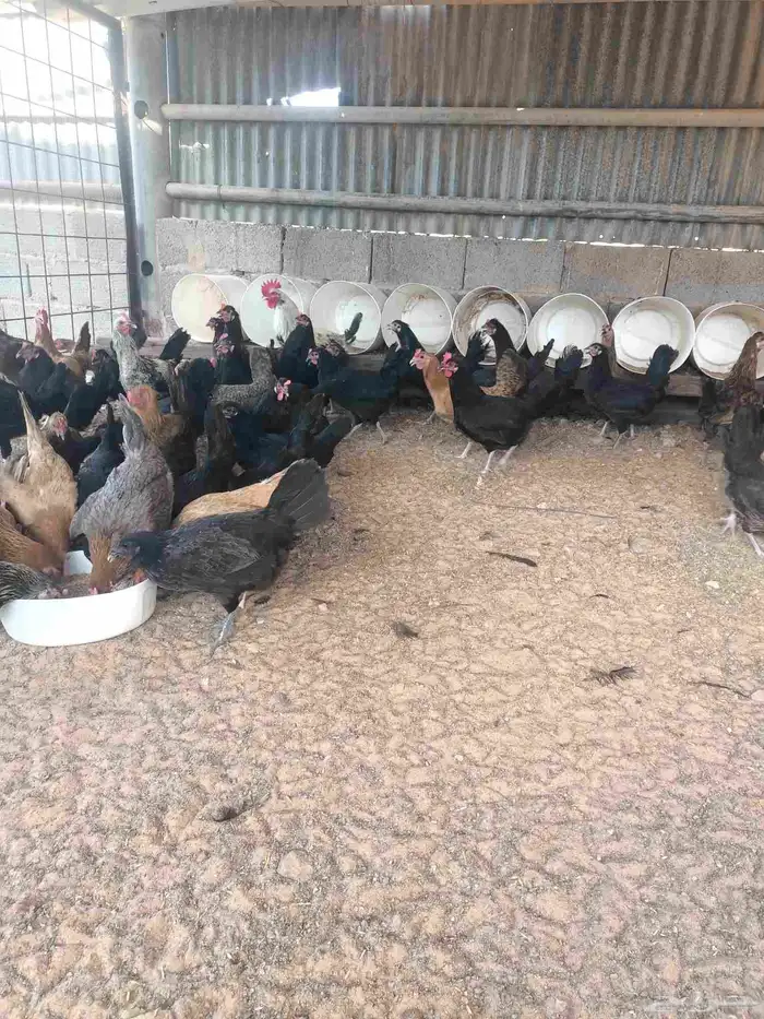 دجاج بياض 0
