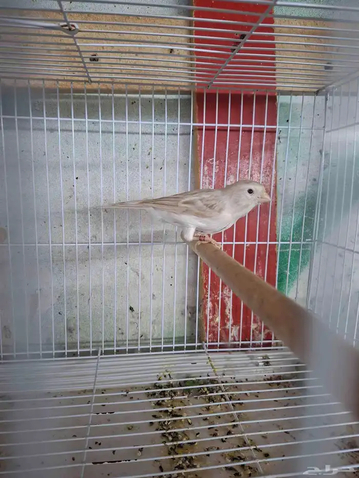 انثى كناري اوبال ( تم البيع ) 0