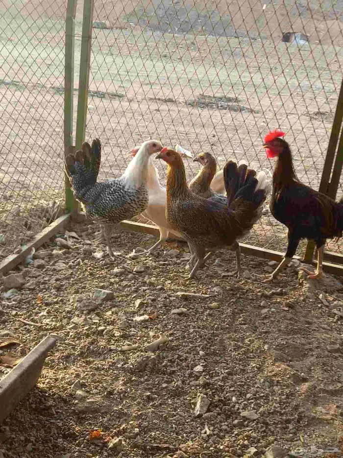 دجاج بلدي للبيع 2