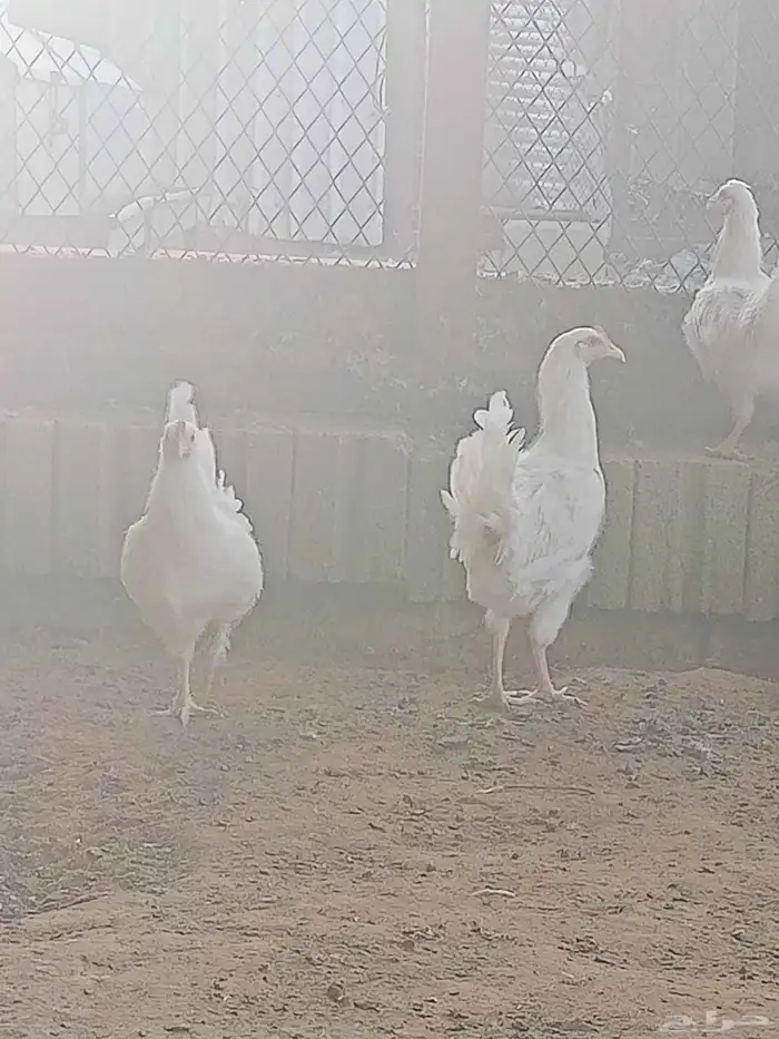 دجاج 1