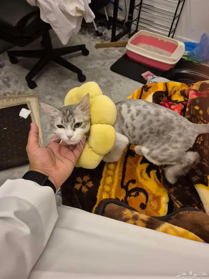 قطه انثى للتبني 0
