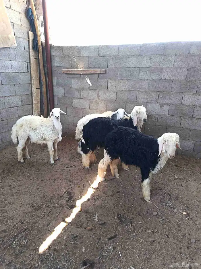 طليان 2